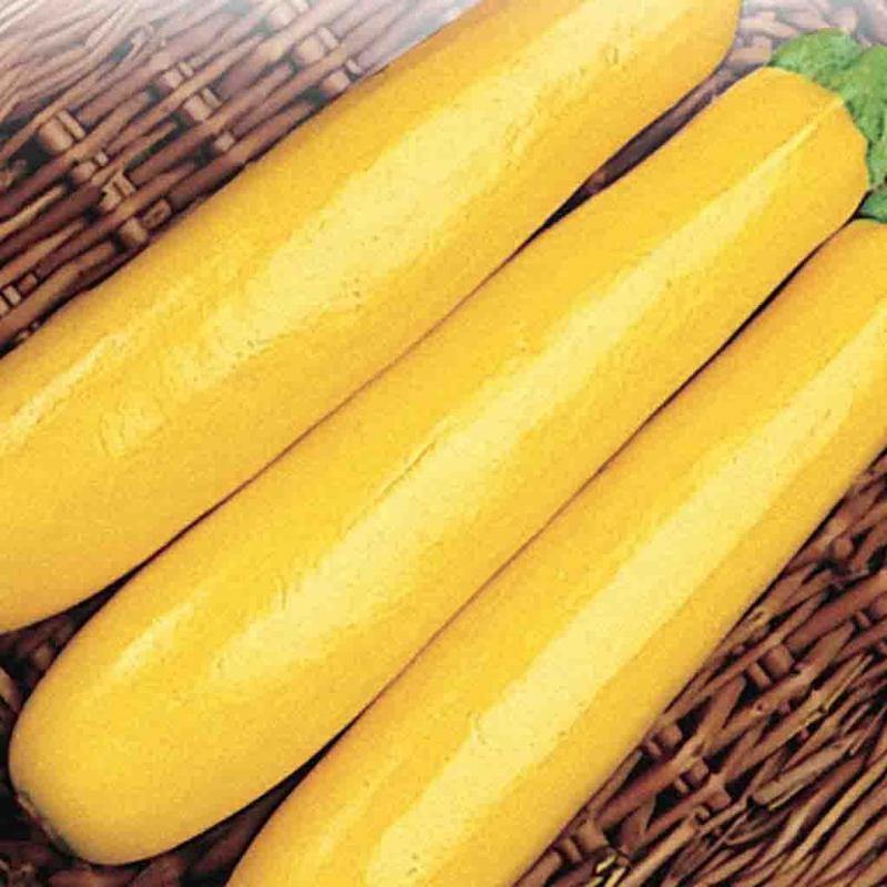 Squash Gold Rush F1