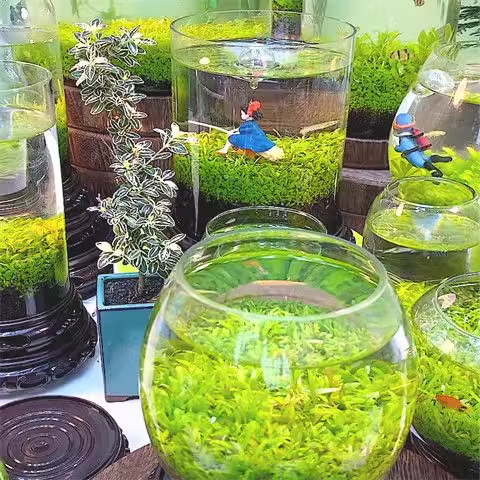 🌿Air Purifying Fish Tank Aquatic Plant Seeds