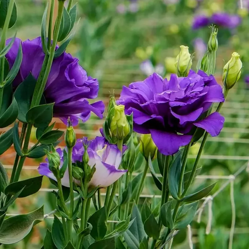 💐Lisianthus - A Sincere and Immutable Love