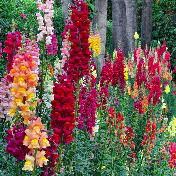 💐Double Snapdragon Mixed Color Seeds