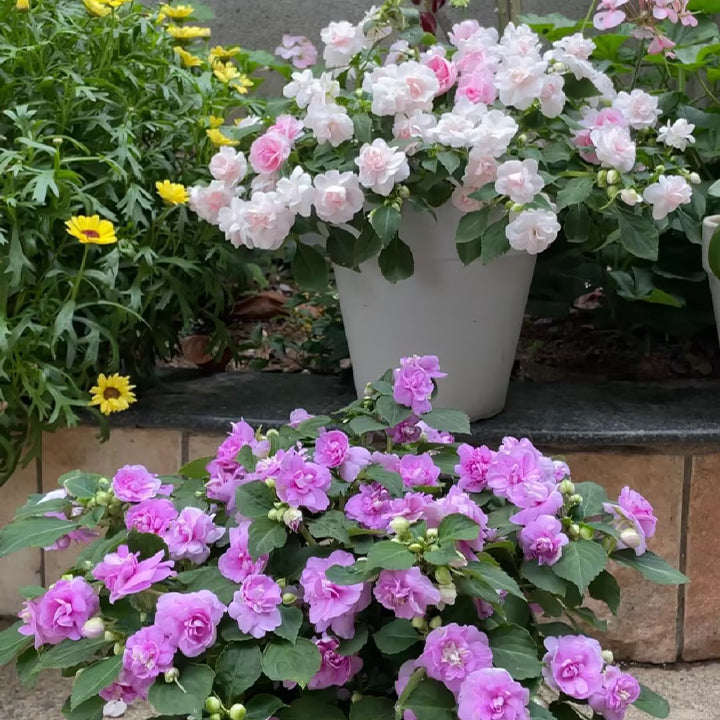 Double Impatiens Seeds - A Symphony of Petals in Nature's Garden
