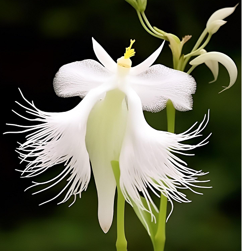 Egret Orchid Flower-Purity And Elegance