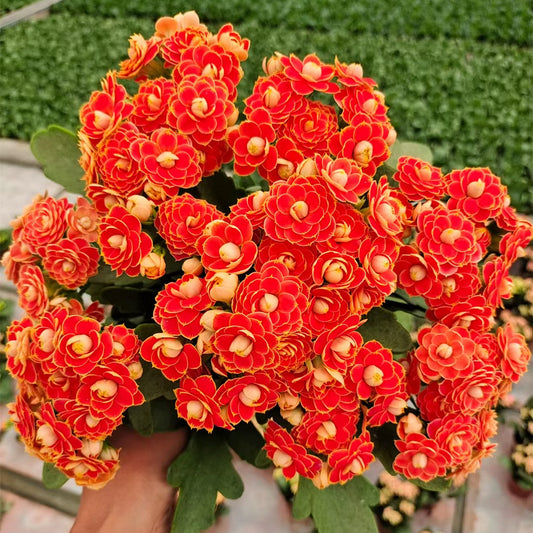 🌺Golden Fox Longevity Flower Seeds—Health And Longevity