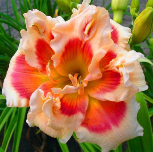 Daylily Hybrid Flowers Seeds, Hemerocallis Hybrid, 20pcs/pack