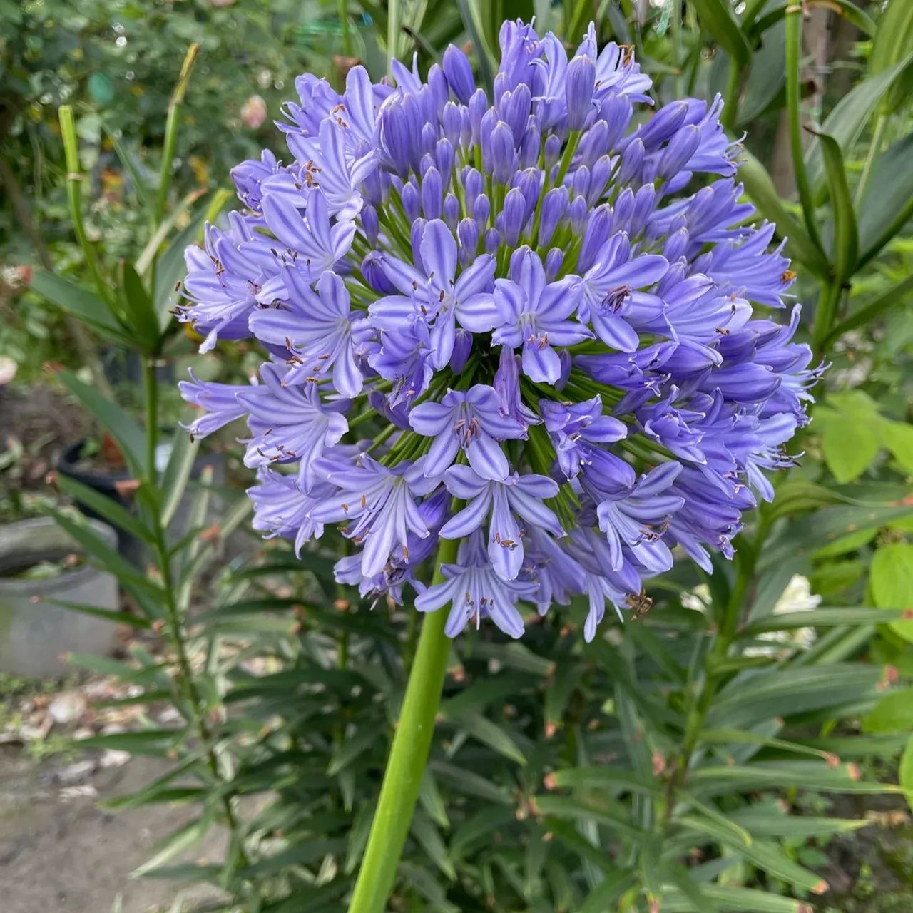 Agapanthus africanus 'Blue'