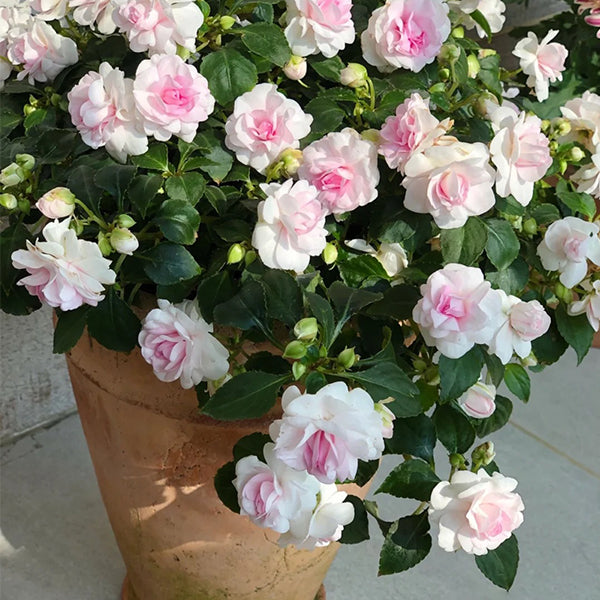 Pink Double Camellia Impatiens Sweet Princess Seeds