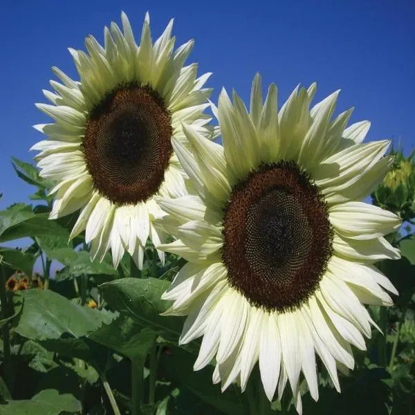 🌺Last Day Sale--60% Off💐 Sunflower Seeds🌻Sunshine