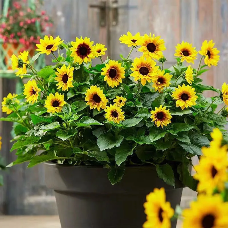 🌺Last Day Sale--60% Off💐 Sunflower Seeds🌻Sunshine