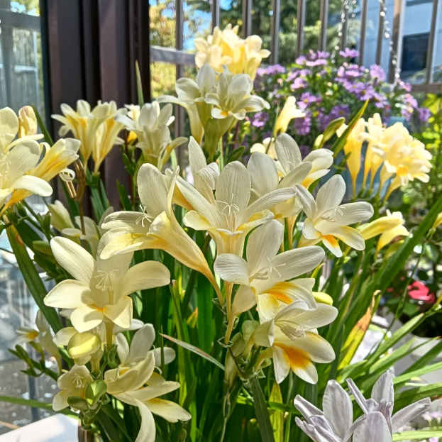 💐Freesia Bulbs