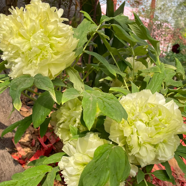 🌺Chinese Peony Flower Seeds—Mixed Color Plants—Home Garden Flower Seeds