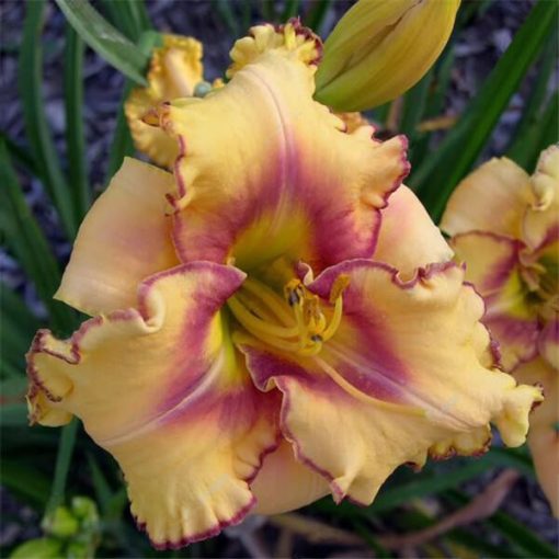 Daylily Hybrid Flowers Seed