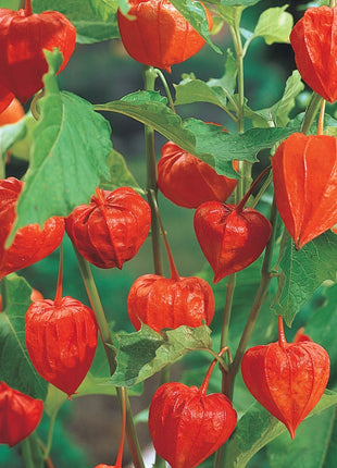 Physalis Peruviana Golden Berry Seeds Lantern Fruit Seeds
