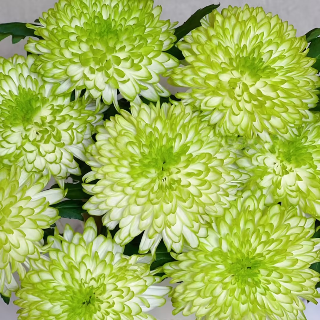 Anna Chrysanthemum Seeds