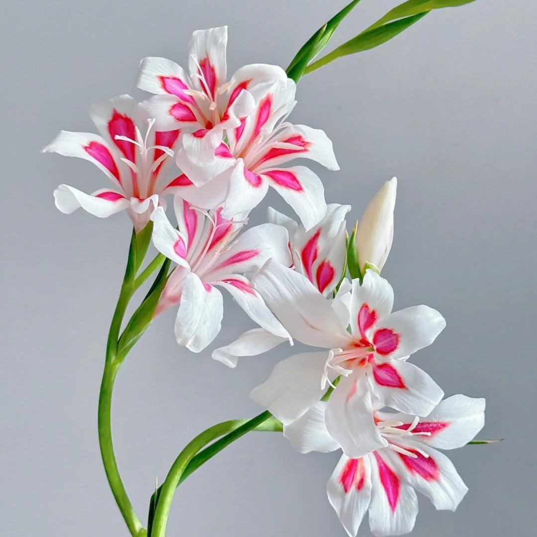 Cat's Claw Gladiolus 🩷 pink and cute