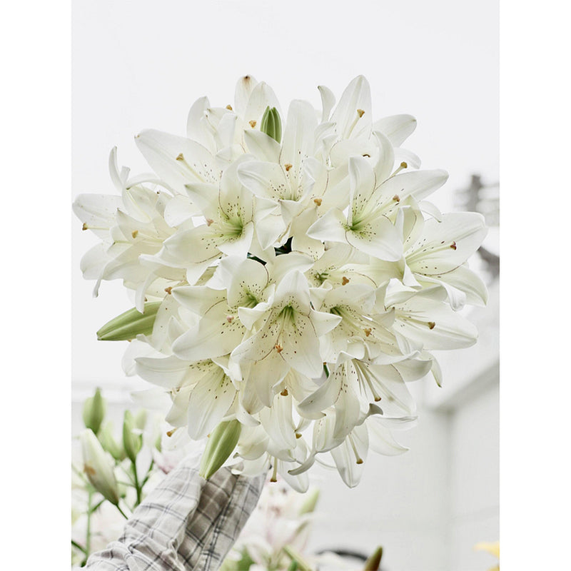 Lily Bulbs