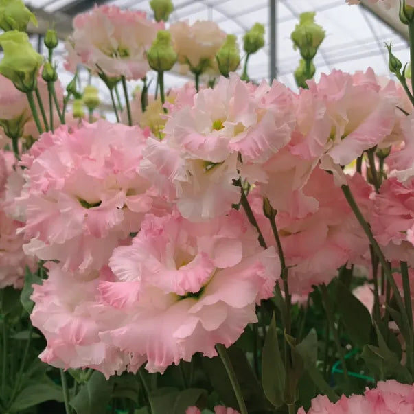 💐Lisianthus - A Sincere and Immutable Love