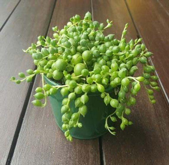Pearl Chlorophytum Seeds