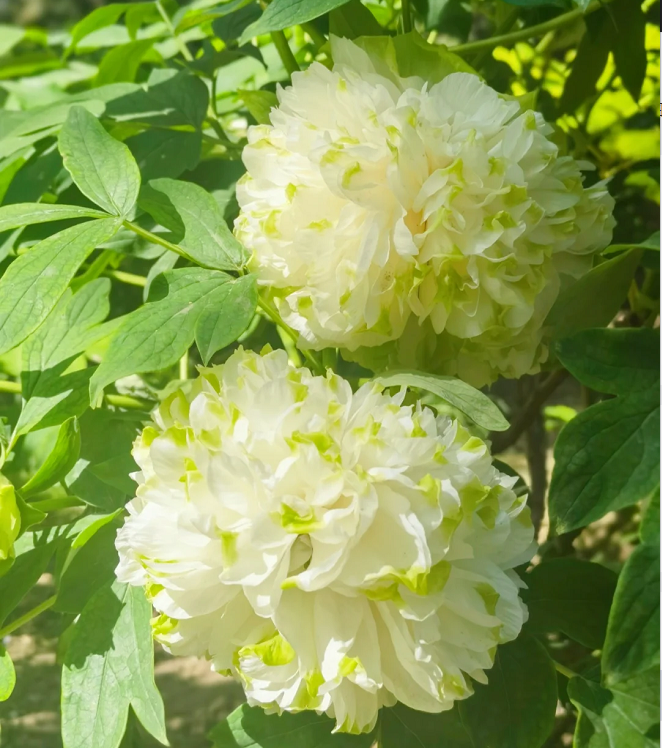 Multicolor Peony Seeds