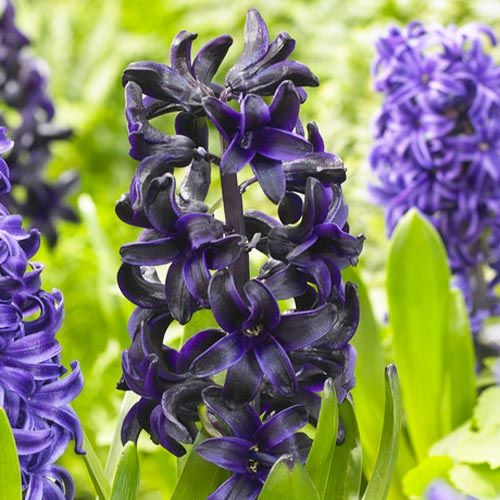 Hyacinth Dark Dimension
