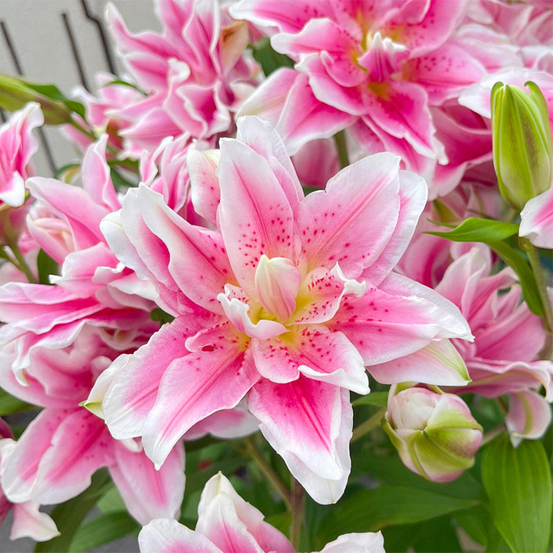 Lily Bulbs