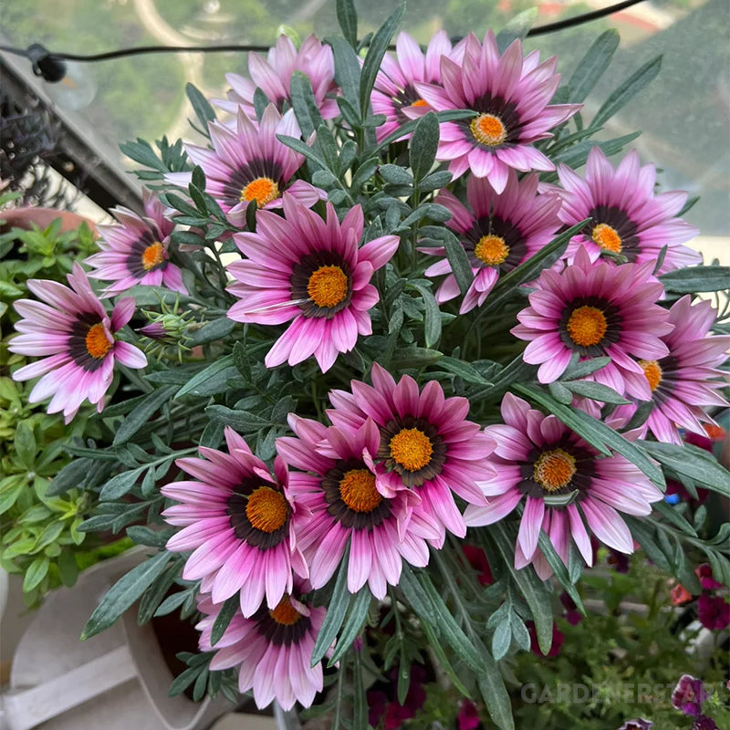 Medal Chrysanthemum Seeds - Flower of Glory