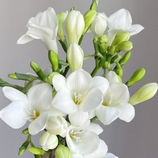 💐Freesia Bulbs