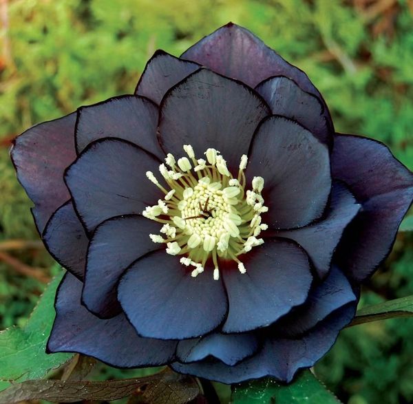 Honeymoon Hellebore, Christmas Rose