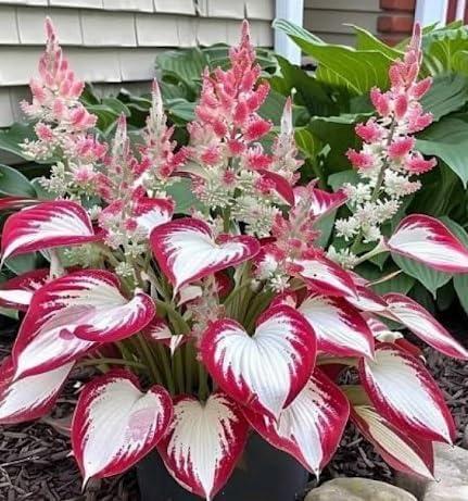 800pcs Red White Hosta Seeds Low Maintenance Hosta Plant Seeds for Planting Perennial Seeds Indoor Outdoor