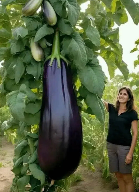 Giant Purple Eggplant Seeds 🍆🌟