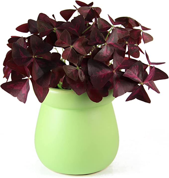 10PCS Oxalis Triangularis Purple Shamrock Good Luck Plant