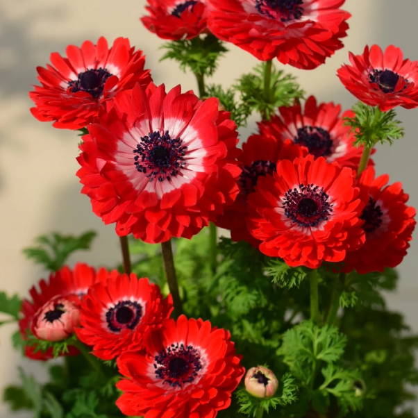 🌸Double Anemone Seeds