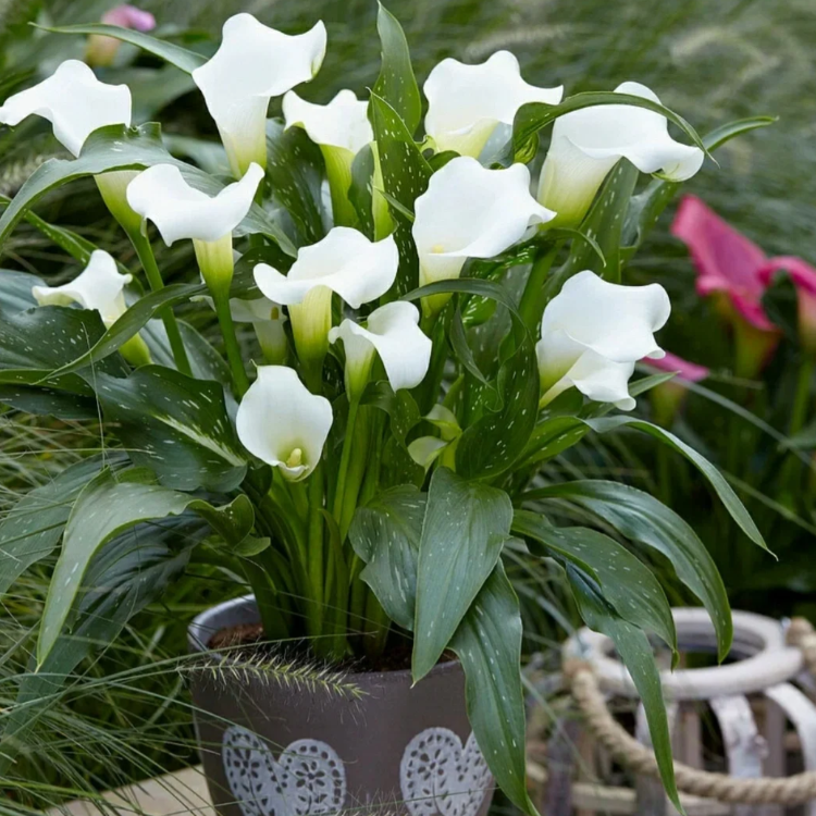 Calla Lily Seeds - Mixed - Beautiful Flowers Planting
