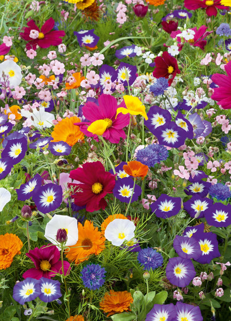 Royal Meadow Flower Seed Mix