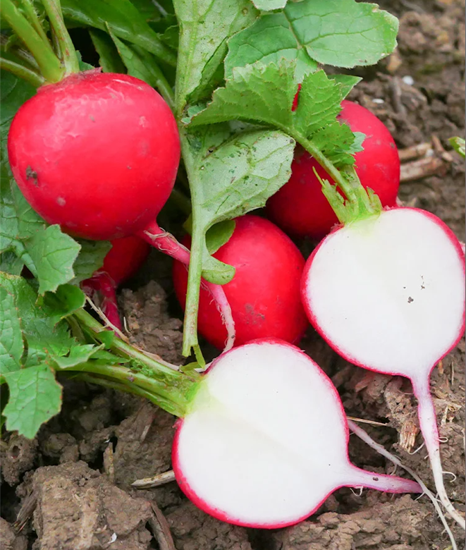 Pineapple Fruit Radish Seeds🥕