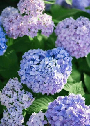 Hydrangea Seeds 50 seeds Mixed Color Seeds Perennial Flowers for Vibrant Garden Displays Hardy and Easy to Grow Perfect for Landscaping and Gardening Projects