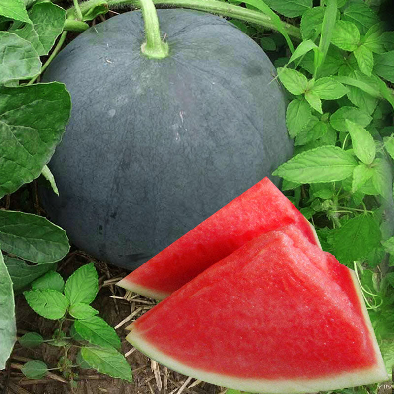Black Diamond Watermelon Seeds