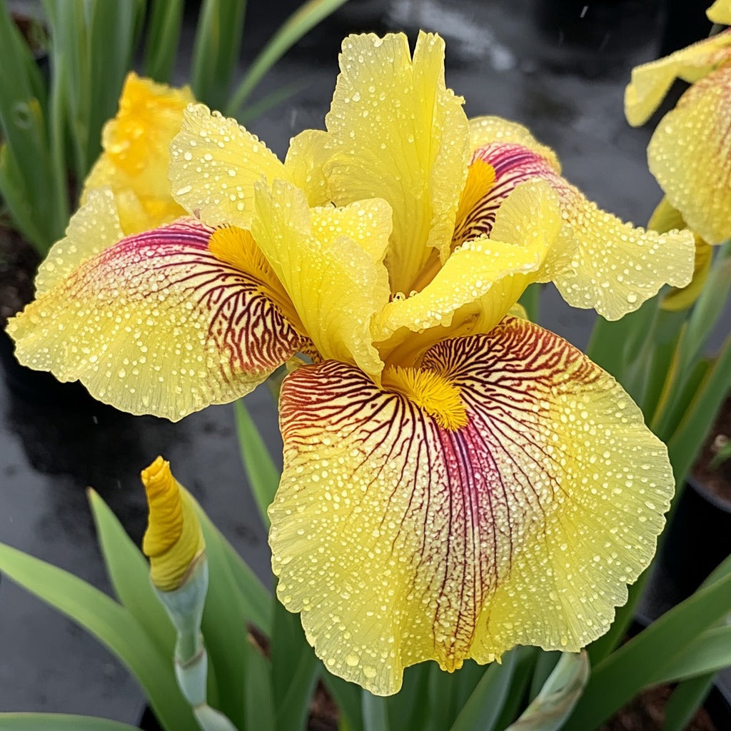 Black and Red Leopard-Patterned Iris (Iris spp.)