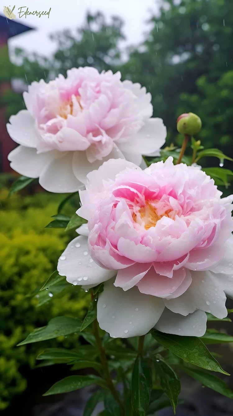 Black Beauty Peony Flower Seeds