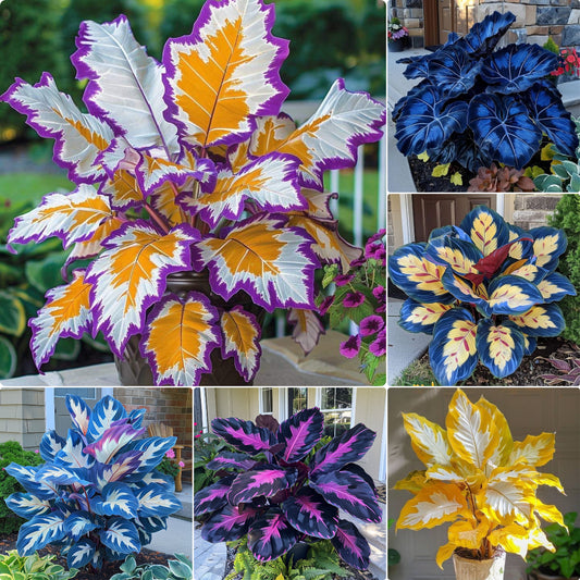 Kaleidoscope Caladium Plant