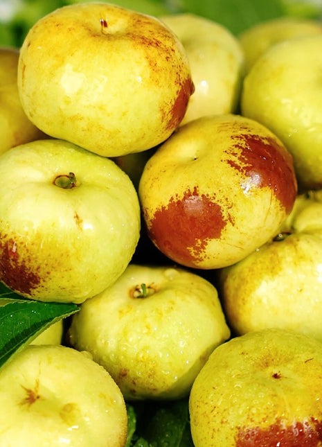 Flat Chinese Dates Seeds