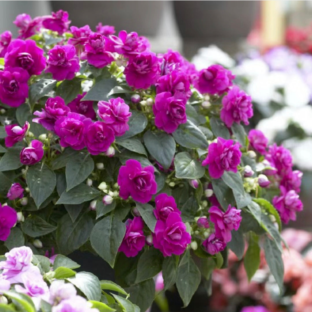 Double Impatiens Seeds - A Symphony of Petals in Nature's Garden
