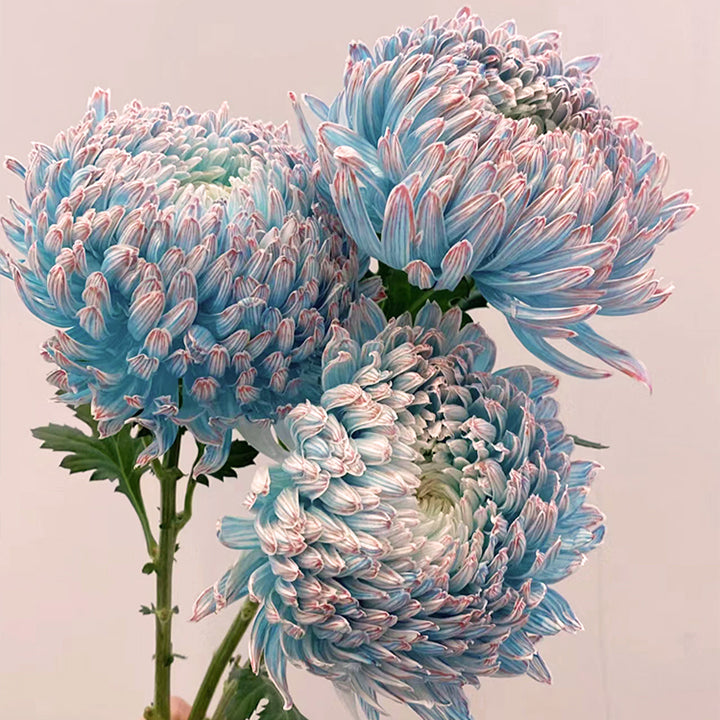 Blue Chrysanthemum Seeds, Rare Perennial Flower Plant