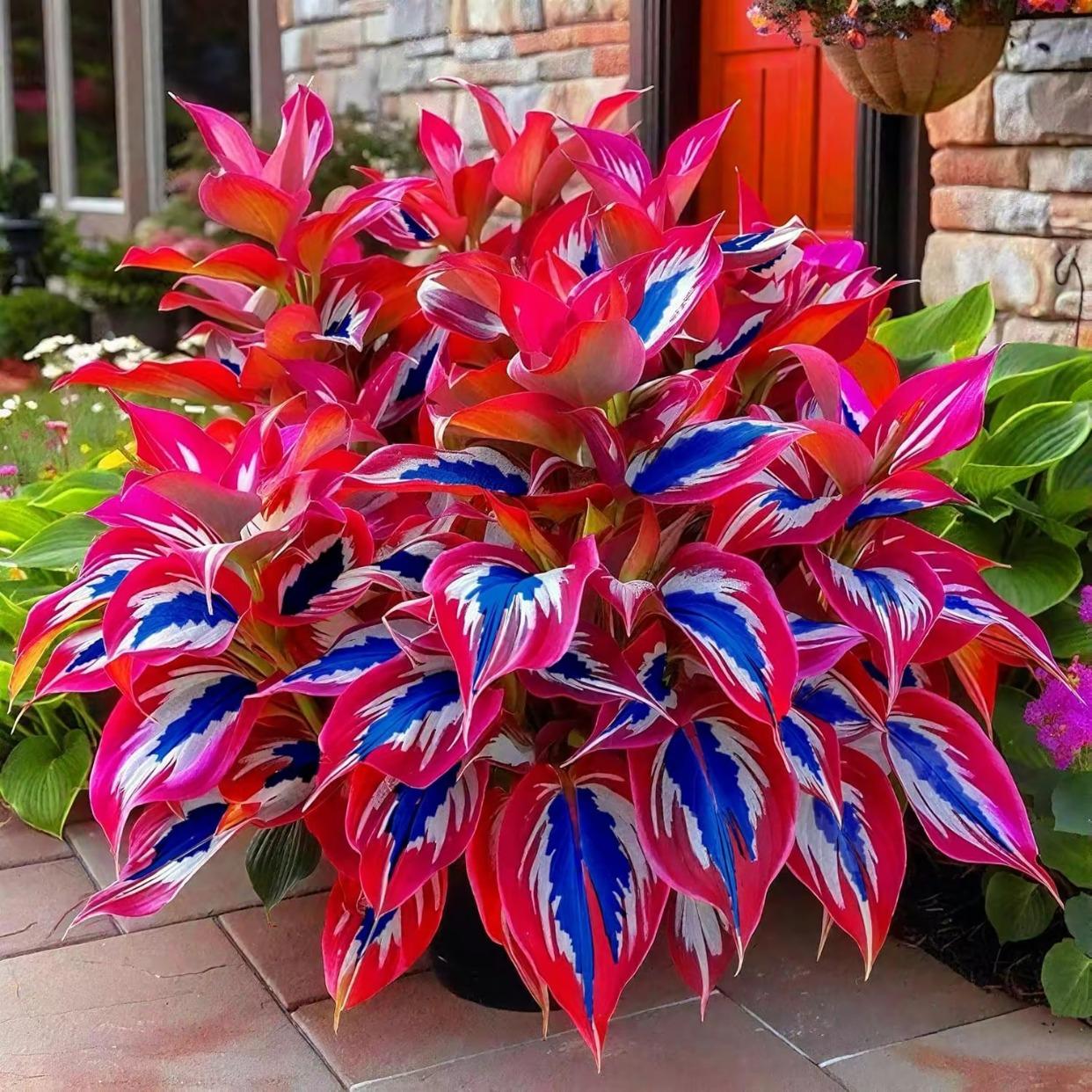 800pcs Mixed Color Hosta Seeds – Vibrant Shade-Loving Foliage for Stunning Ground Cover