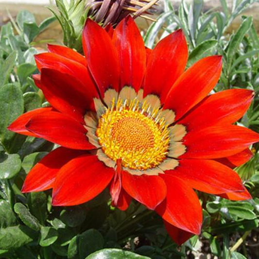20 Seeds Gazania Coastal Rigens SunFlower Seeds