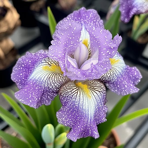 Black and Red Leopard-Patterned Iris (Iris spp.)