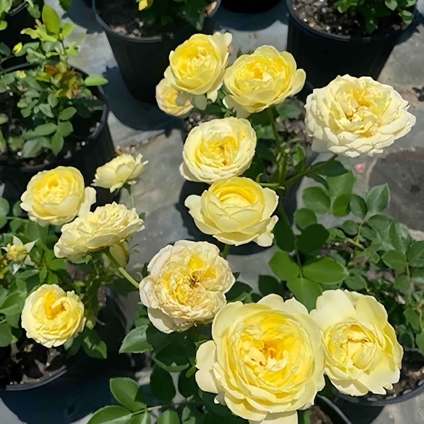【 Repeat Blooming】🌹Climbing Rose Seeds - Luck Rises
