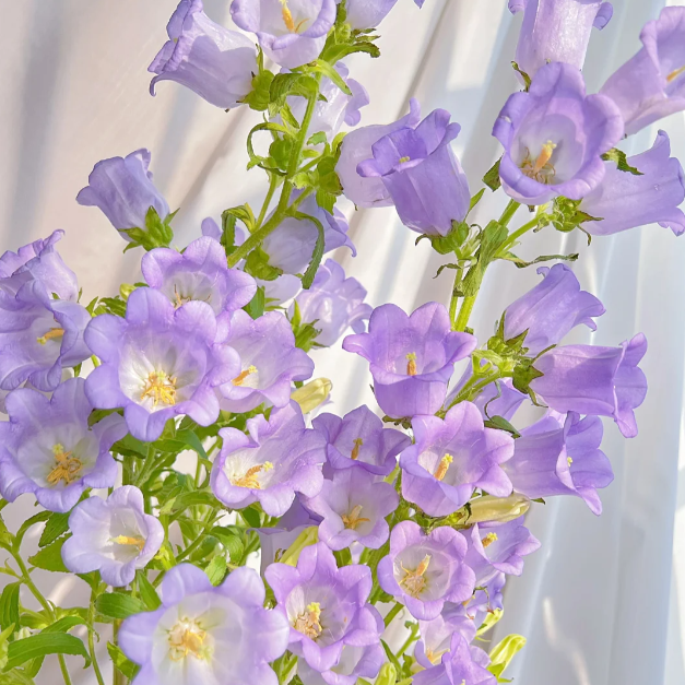 🔔Bellflower Seeds—Lucky Flower