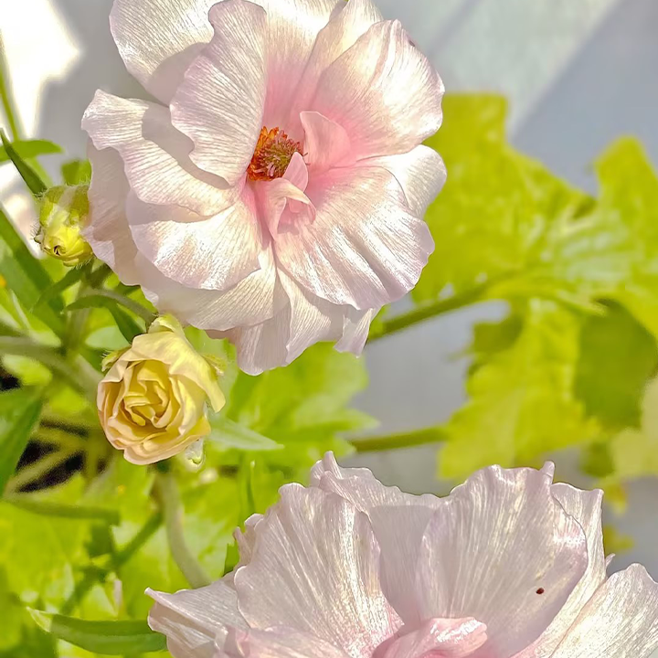 Rare Varieties Butterfly Ranunculus Asiaticus Flower Seeds