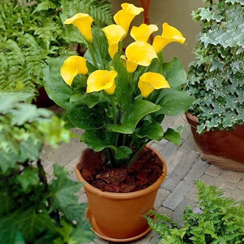 Egrow 50 PCS Calla Lily Seeds Garden Balcony Potted Perennial Flower Seeds Bonsai Ivy Flowers