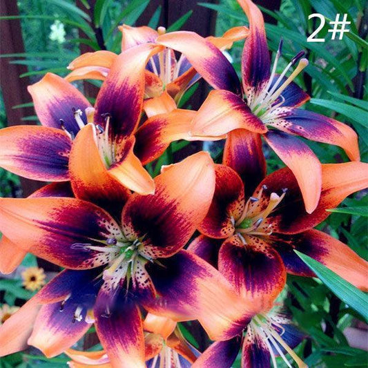 100 PCS Perfume Liliy Seeds Cheap Perfume Lilies Seeds Rare Color Flower Garden Plant